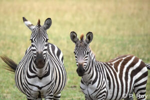 luxury safari tours