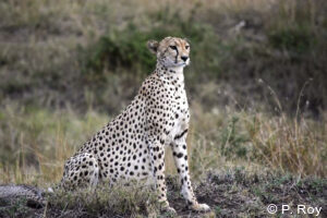 luxury safari tours