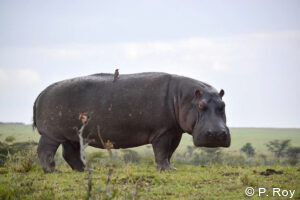 luxury safari tours