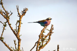 luxury safari tours