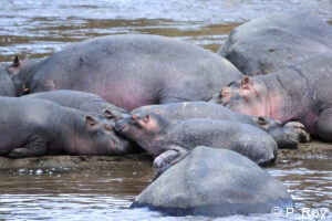 luxury safari tours