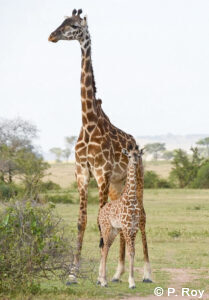 luxury safari tours