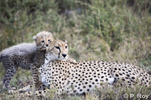 luxury safari tours