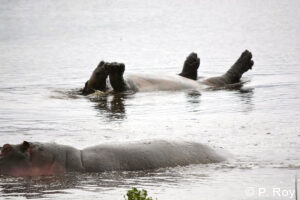 luxury safari tours