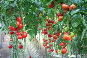 Floriade Expo 2022