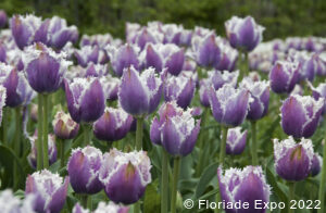 Floriade Expo 2022