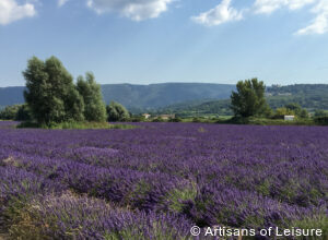 Provence lavender tours