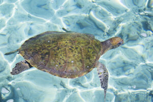 Isla Baru private Colombia tours