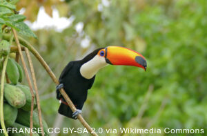 Iguazu Falls private tours