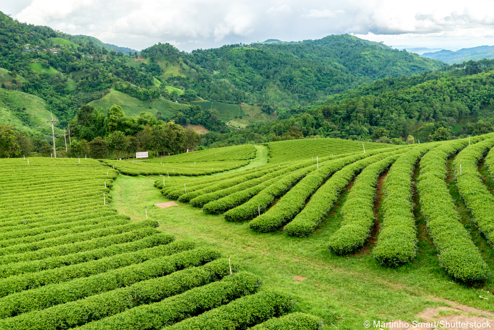 Thailand Golden Triangle