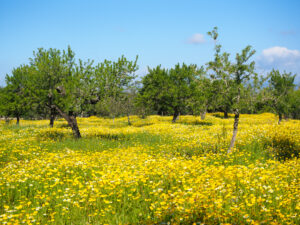 private Mallorca tours