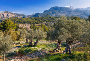 private Mallorca tours