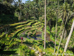 private luxury Bali tours