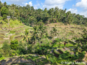 private luxury Bali tours