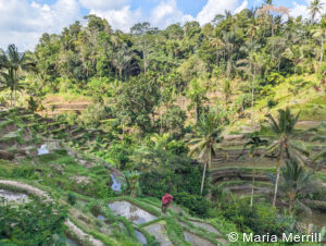 private luxury Bali tours