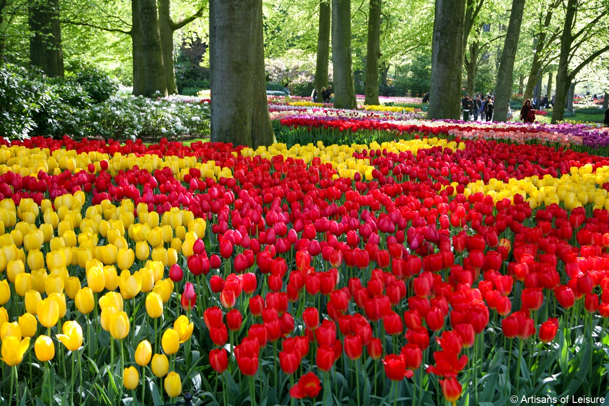 Netherlands tulip tours