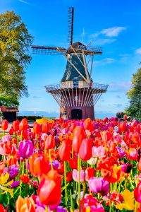 Netherlands tulip tours