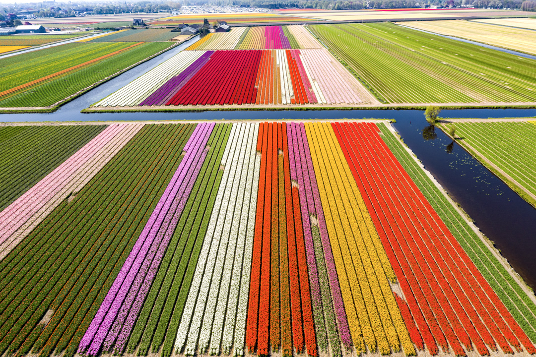 Netherlands tulip tours