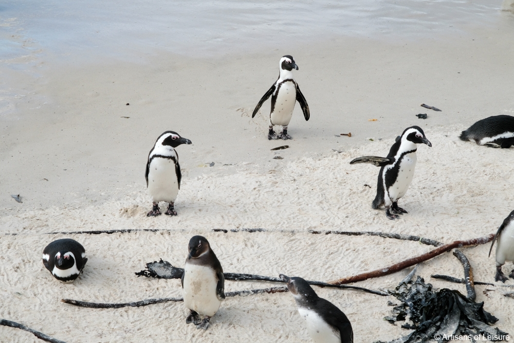luxury South Africa tour - Cape Town - Cape Peninsula - Boulders Beach penguins