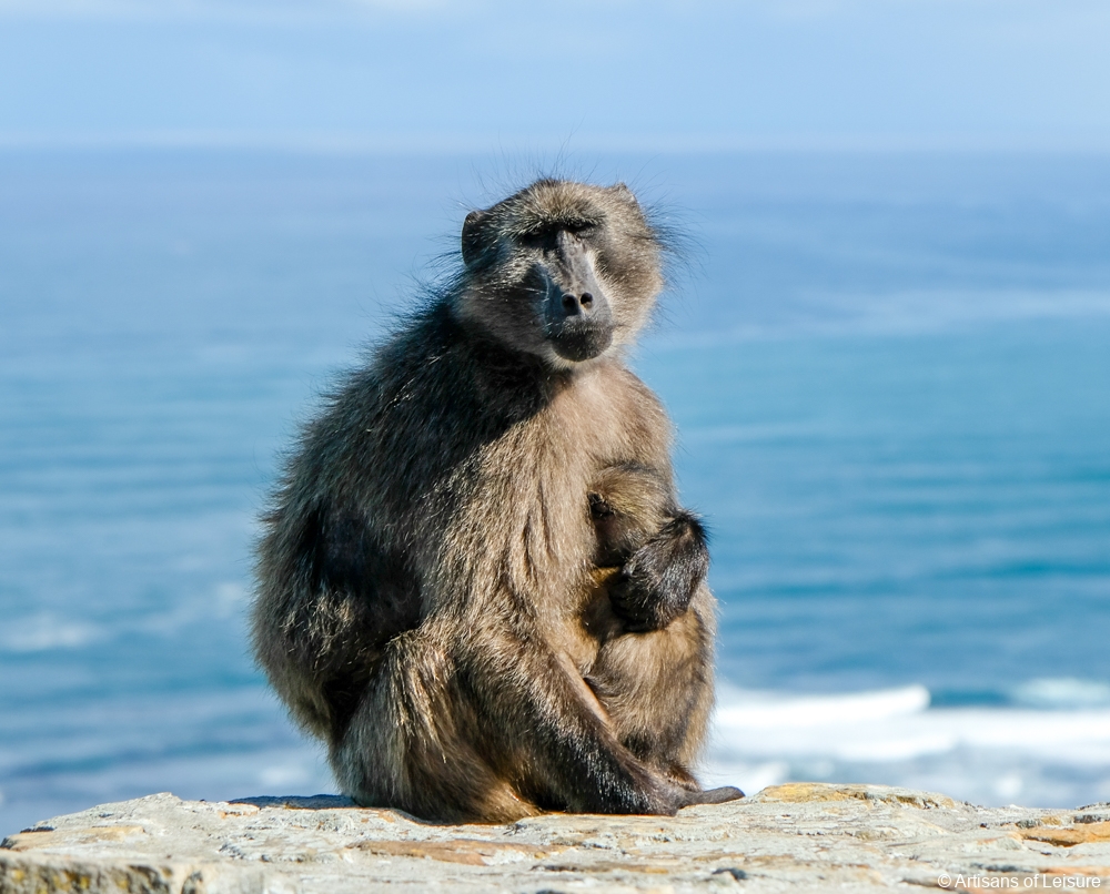 South Africa private tours - Cape Town - Cap Peninsula - baboon