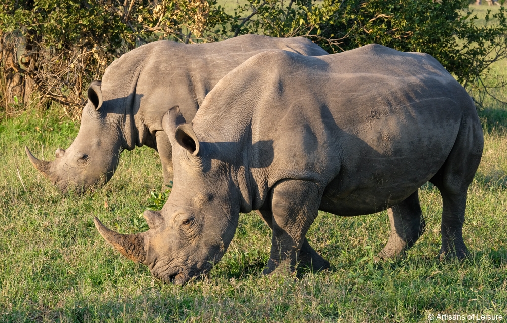 private South Africa safaris - Sabi Sand Reserve - rhinos