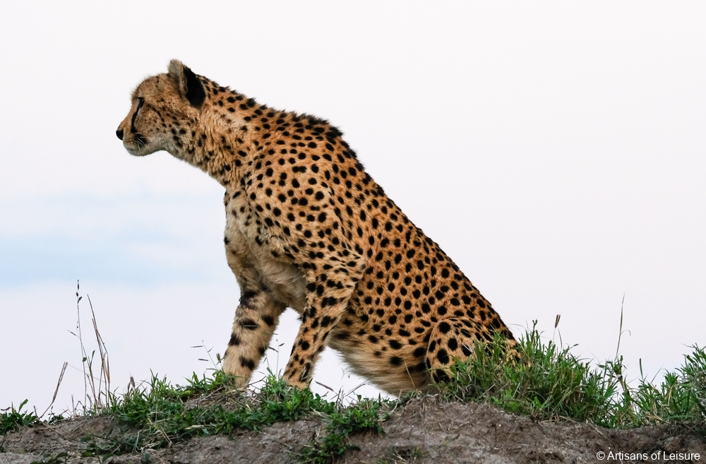 private South Africa safaris - Sabi Sand Reserve - cheetah