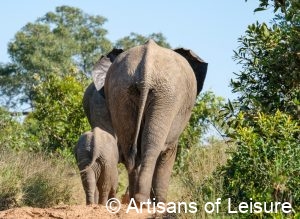 luxury South Africa safaris - Sabi Sand Reserve