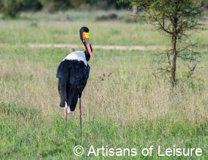 luxury South Africa safaris - Sabi Sand Reserve