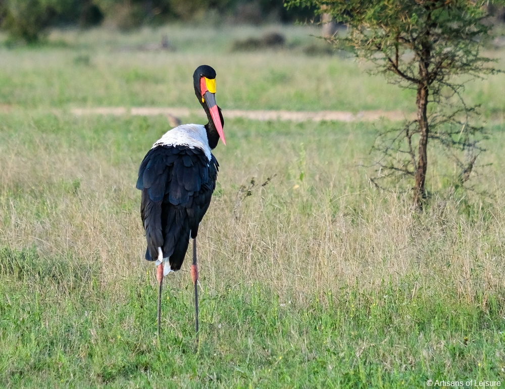 luxury South Africa safaris - Sabi Sand Reserve