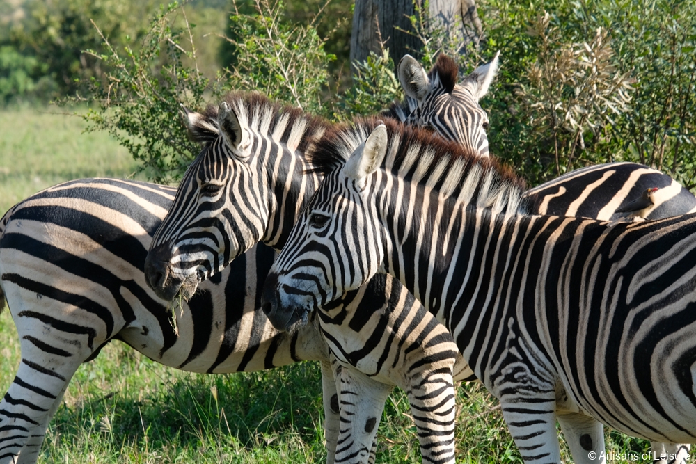 private South Africa safaris - Sabi Sand Reserve - zebras
