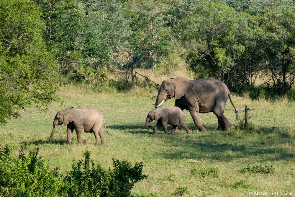 private South Africa safaris - Sabi Sand Reserve - elephants