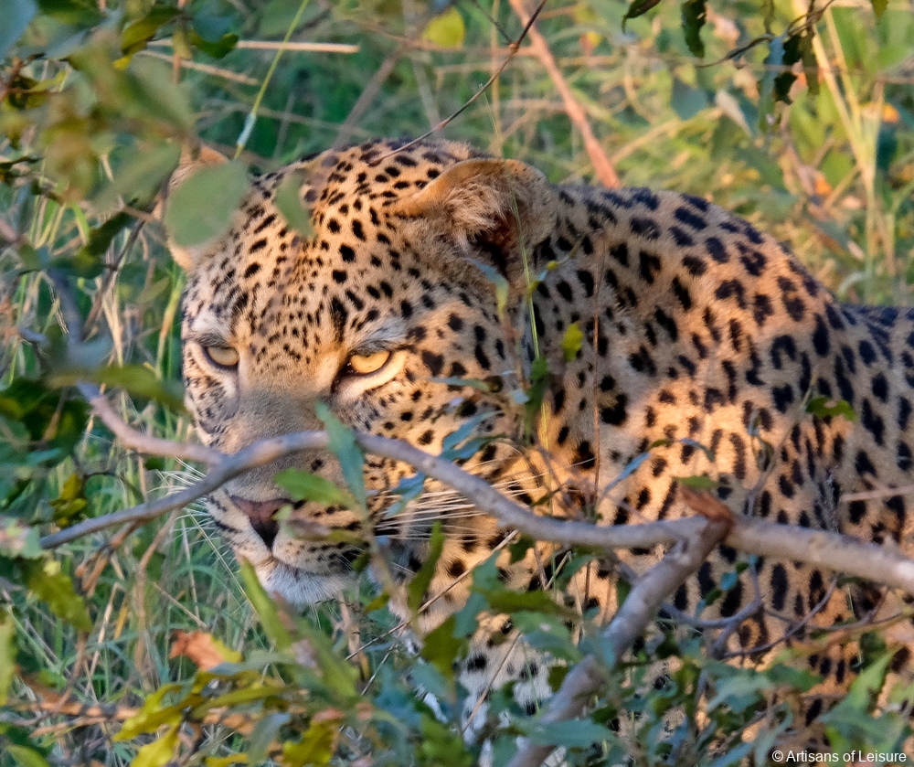 luxury South Africa safaris - Sabi Sand Reserve - leopard