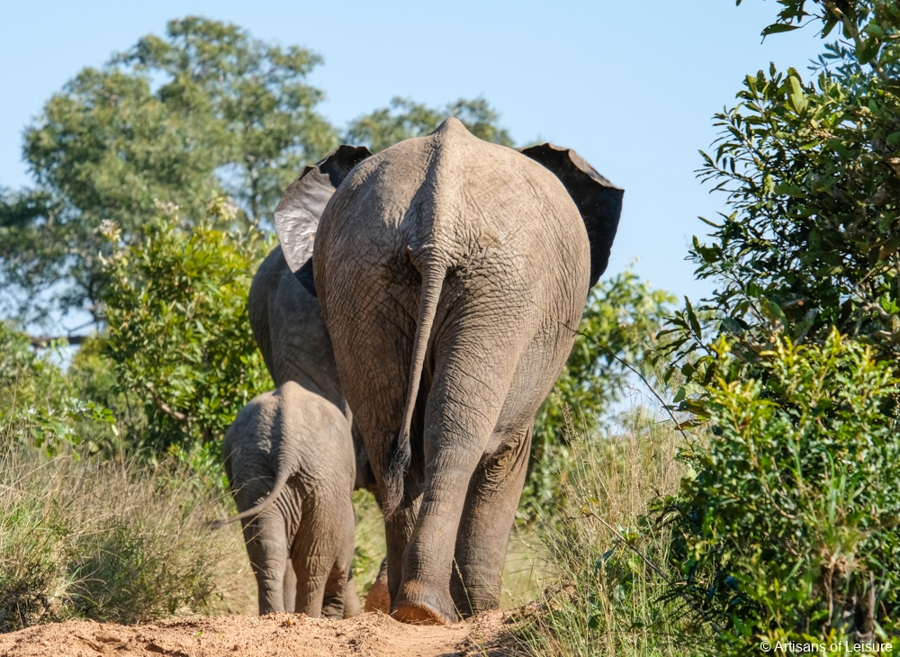 luxury South Africa safaris - Sabi Sand Reserve