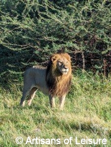 luxury Botswana safaris