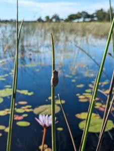 luxury Botswana safaris