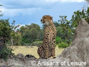 luxury Botswana safaris