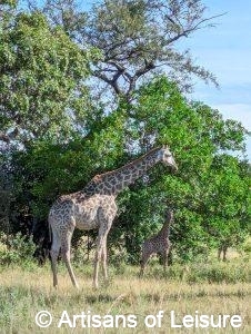 luxury Botswana safaris