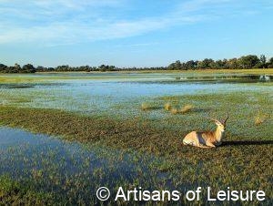 luxury Botswana safaris