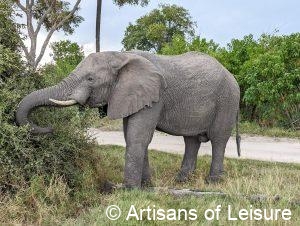 luxury Botswana safaris