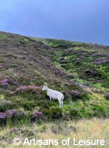 Royal Deeside private tours