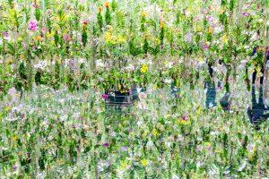 teamLab Planets