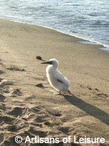 Galapagos Islands
