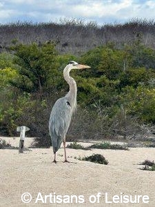Galapagos Islands