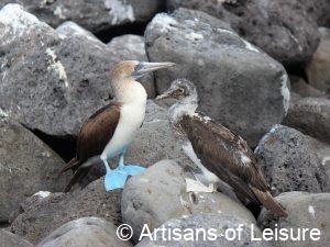 Galapagos Islands