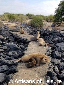 Galapagos Islands