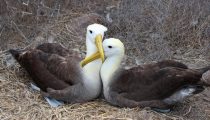Unique Wildlife in the Galapagos Islands