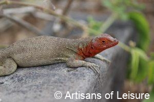Galapagos Islands