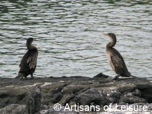 Galapagos Islands