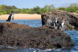Galapagos Islands