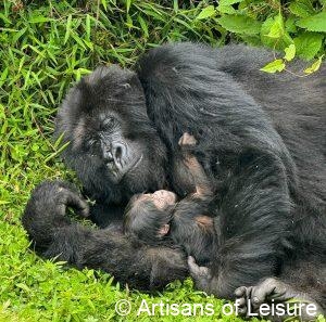 luxury safaris in Africa